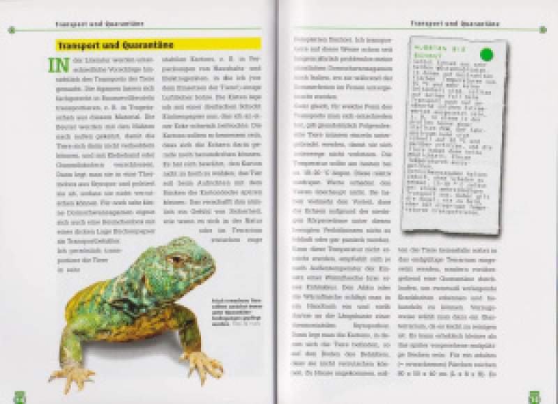 Preview: Die Bunte Dornschwanzagame